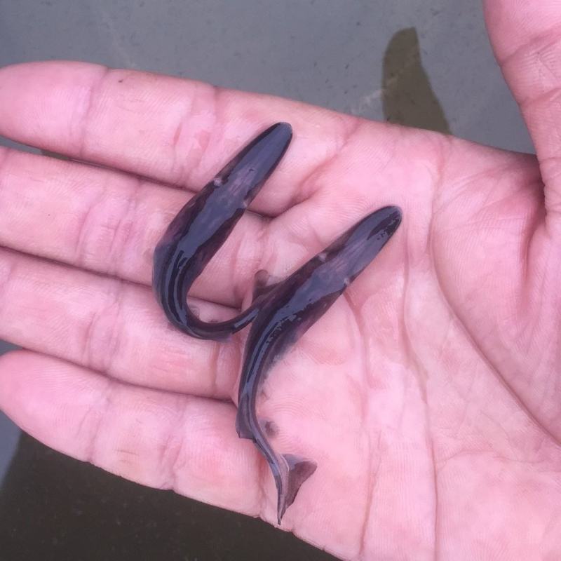 鸭嘴鱼幼苗鱼苗鲜活鸭嘴鲟苗淡水观赏鱼食用