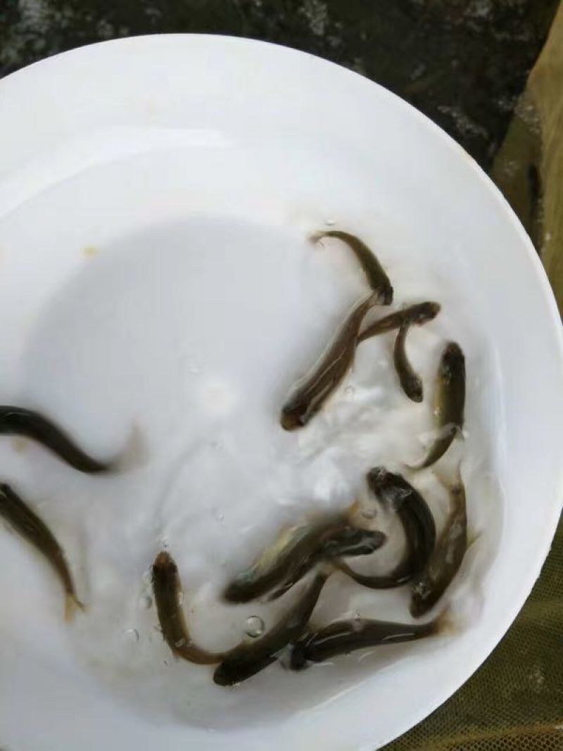 丁桂鱼苗淡水水花食用养殖淡水稀有冷水好养活欧洲鳜鱼活体