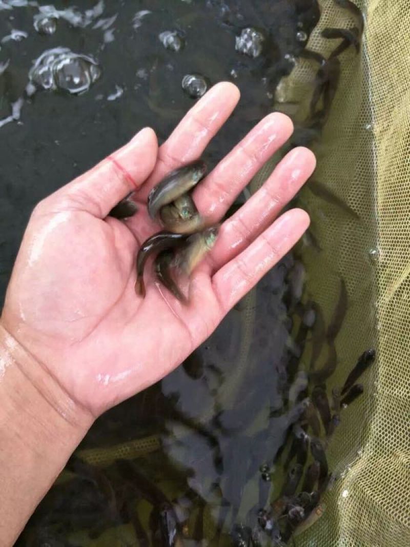 丁桂鱼苗淡水水花食用养殖淡水稀有冷水好养活欧洲鳜鱼活体