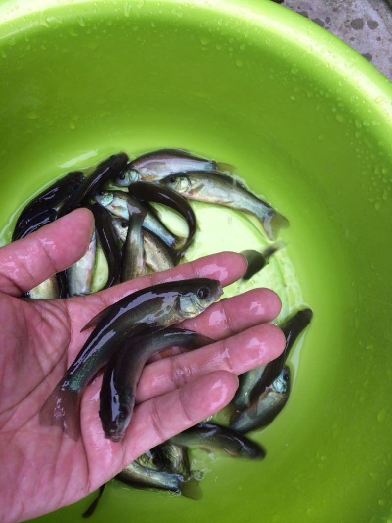 丁桂鱼苗淡水水花食用养殖淡水稀有冷水好养活欧洲鳜鱼活体