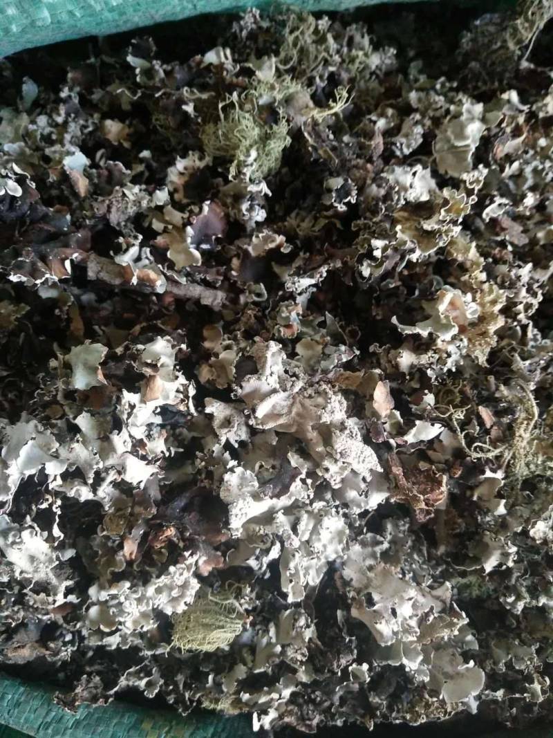 石花