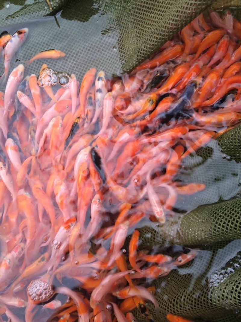 锦鲤鱼纯种精品锦鲤小鱼苗