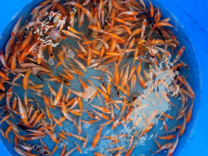 锦鲤鱼纯种精品锦鲤小鱼苗