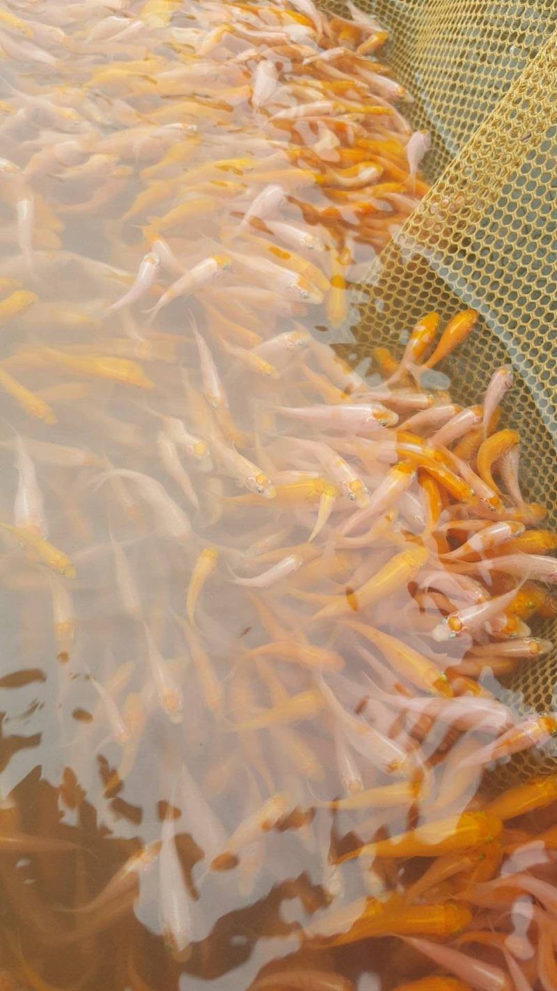 锦鲤鱼纯种精品锦鲤小鱼苗