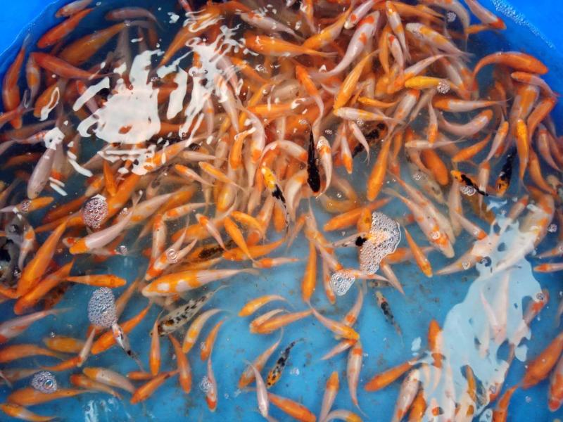 锦鲤鱼纯种精品锦鲤小鱼苗