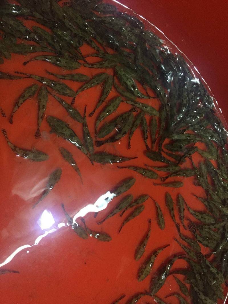 优质笋壳鱼苗淡水养殖鱼苗云斑尖塘鳢鱼苗沙塘