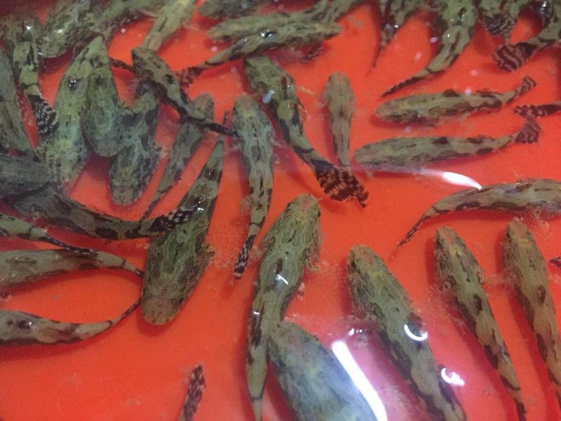 优质笋壳鱼苗淡水养殖鱼苗云斑尖塘鳢鱼苗沙塘