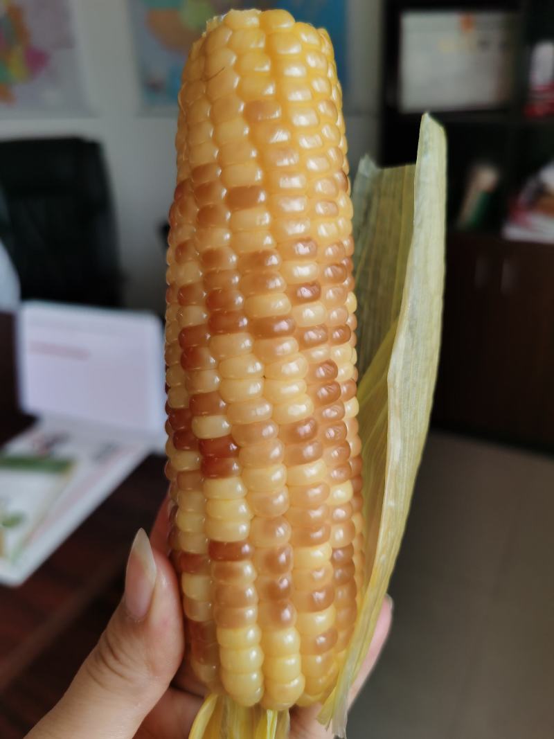 云南香糯小玉米