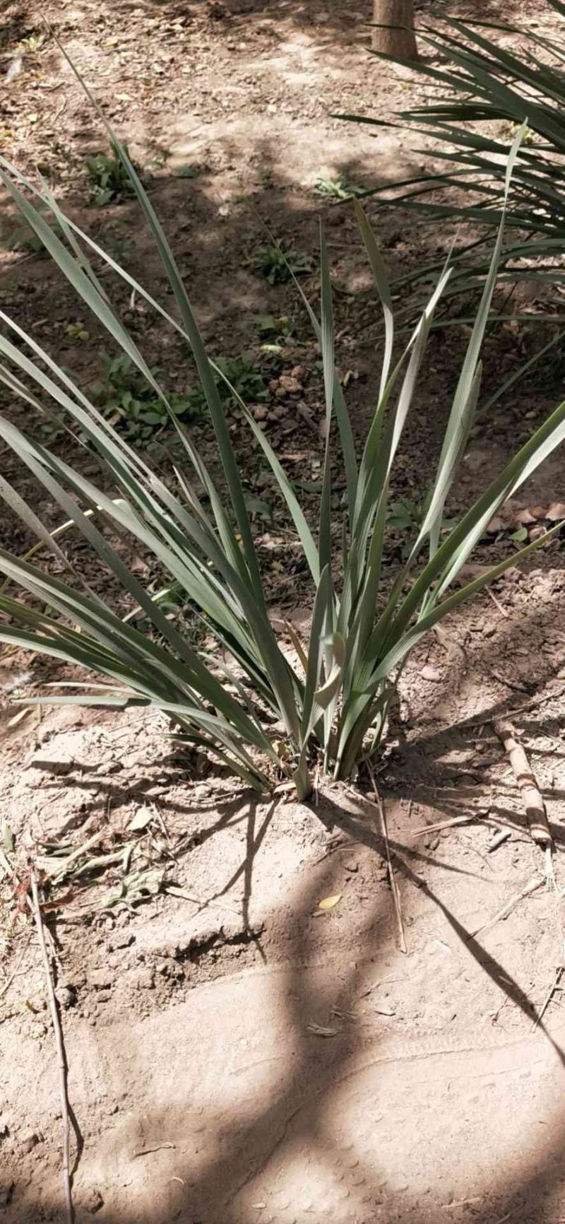马莲：草花地被苗木，绿化工程苗木。营养杯地栽苗齐全