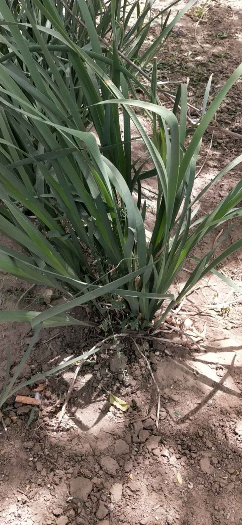 马莲：草花地被苗木，绿化工程苗木。营养杯地栽苗齐全