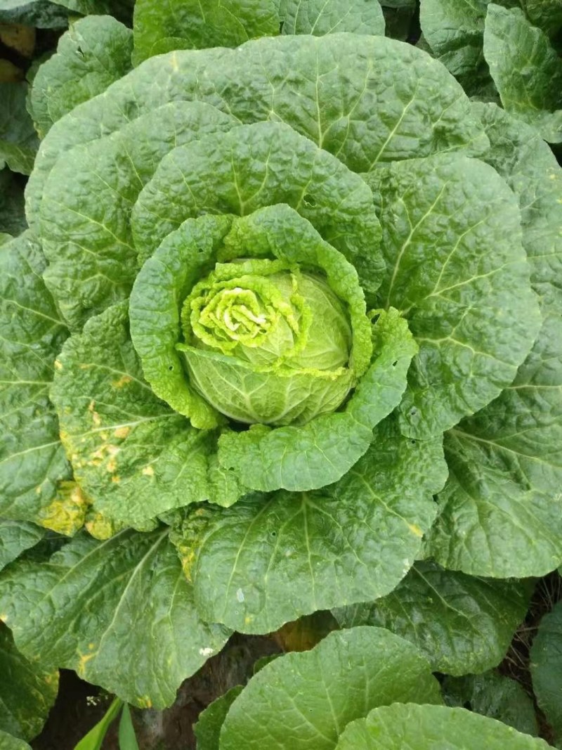 毛白菜，大量上巿了，质量好，价格低，走货快，