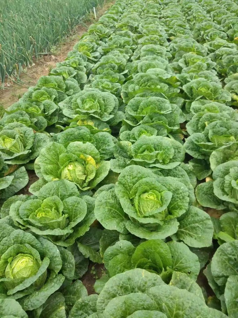 毛白菜，大量上巿了，质量好，价格低，走货快，
