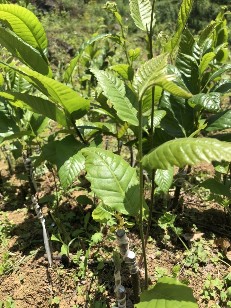 贵州板栗苗嫁接板栗苗（毛板红）货量充足规格大小齐全