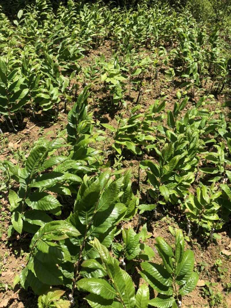 贵州板栗苗嫁接板栗苗（毛板红）货量充足规格大小齐全