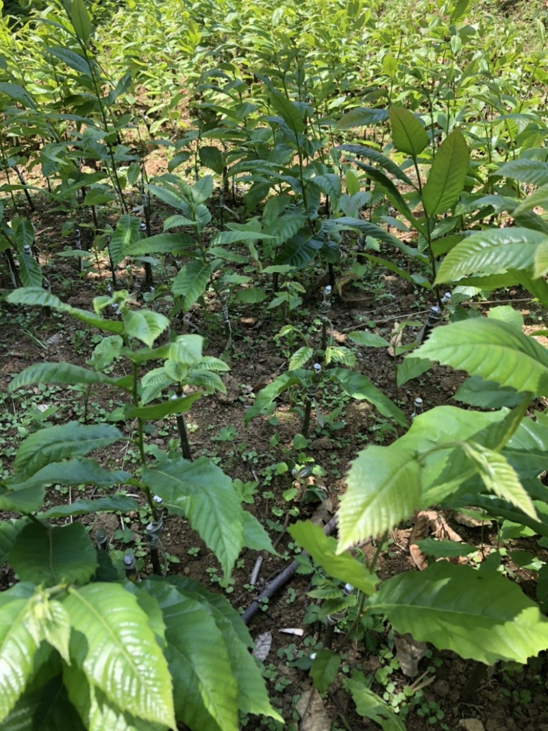 贵州板栗苗嫁接板栗苗（毛板红）货量充足规格大小齐全