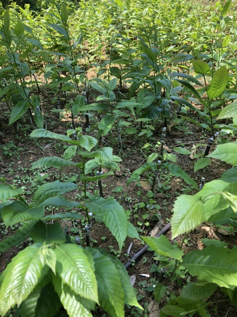 贵州板栗苗嫁接板栗苗（毛板红）货量充足规格大小齐全