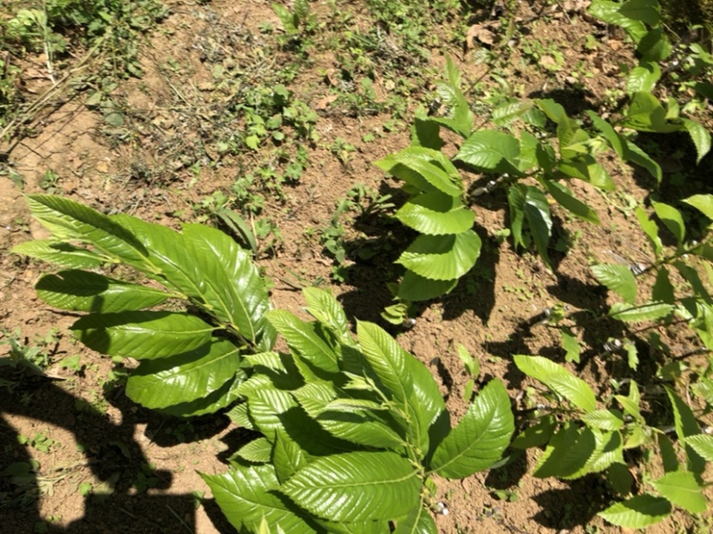 贵州板栗苗嫁接板栗苗（毛板红）货量充足规格大小齐全