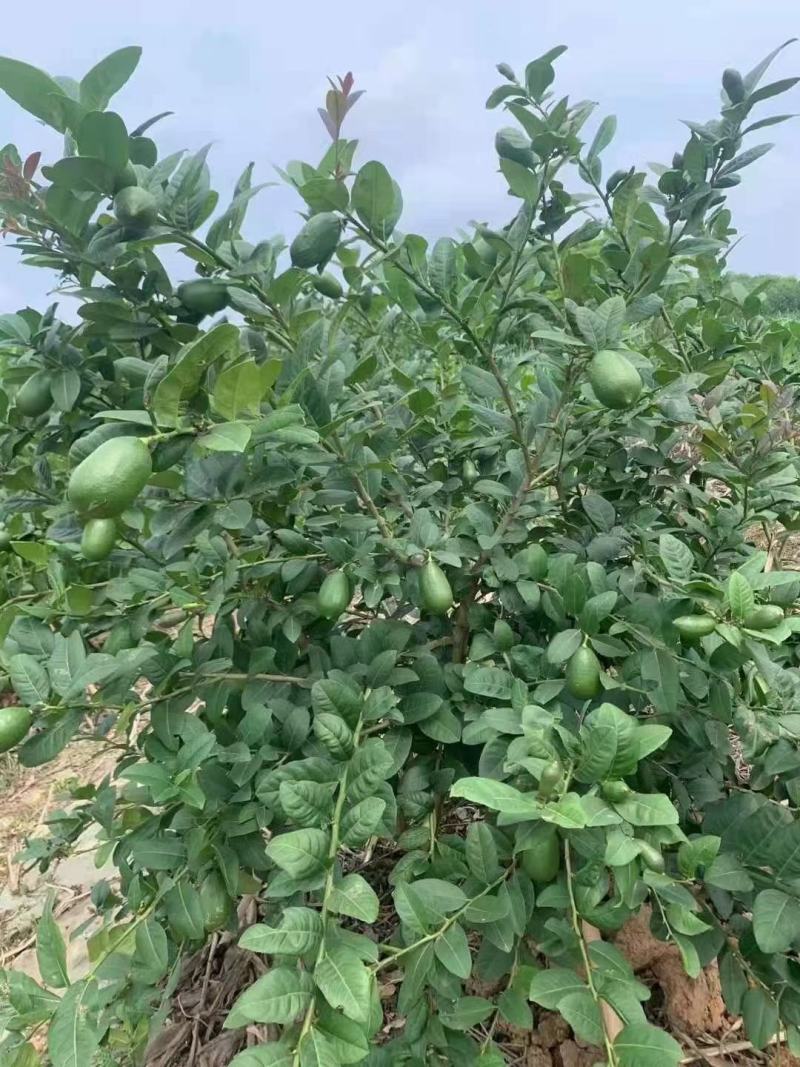 进口金桔，香水柠檬新鲜出炉