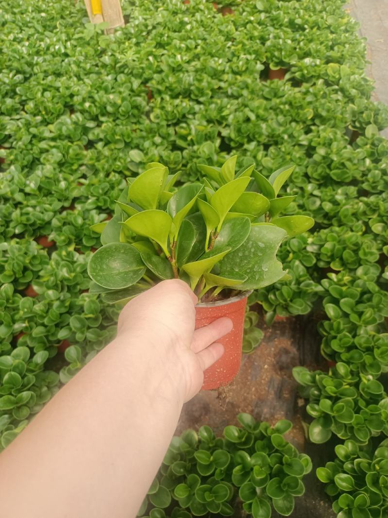 豆瓣绿盆栽青叶碧玉紫边碧玉小家碧玉四季常青可水培