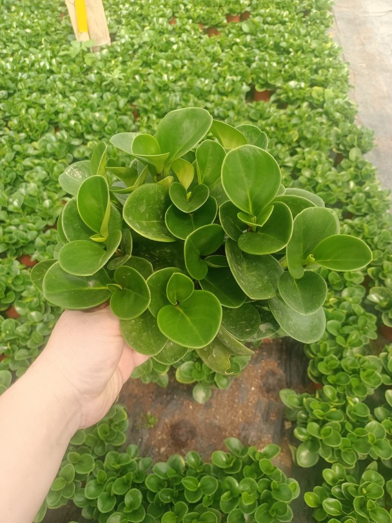 豆瓣绿盆栽青叶碧玉紫边碧玉小家碧玉四季常青可水培