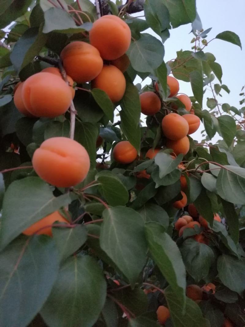玉皇山万亩金太阳杏即将上市