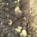 湖北当阳土豆大量供应通货3两以上无虫眼无青头量大优惠