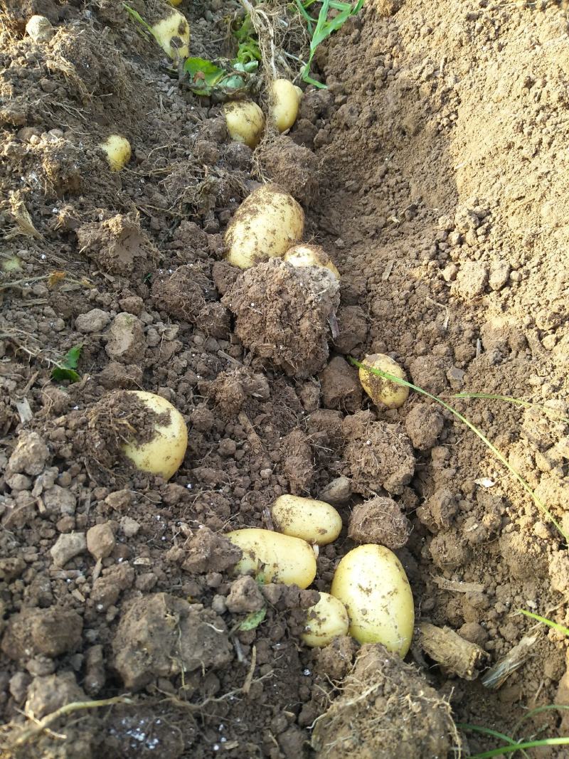 湖北当阳土豆大量供应通货3两以上无虫眼无青头量大优惠
