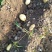 湖北当阳土豆大量供应通货3两以上无虫眼无青头量大优惠