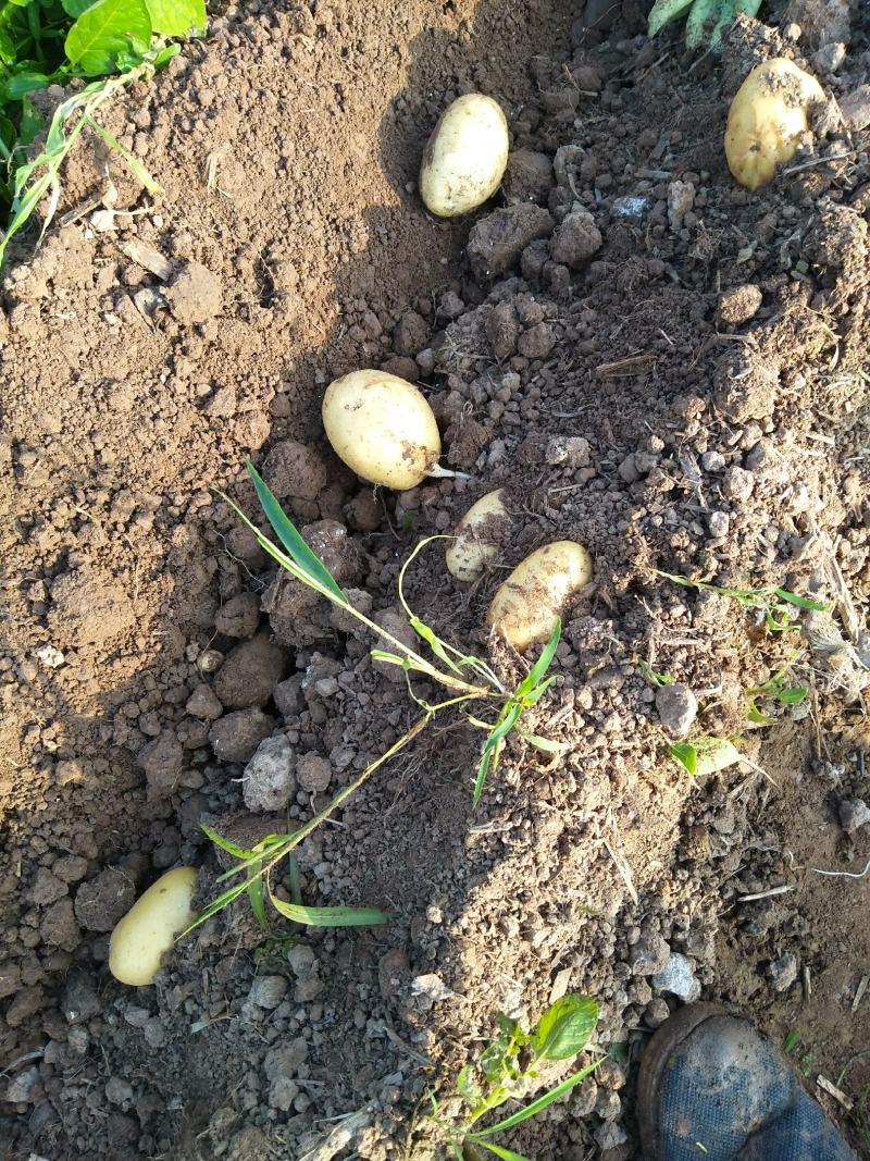 湖北当阳土豆大量供应通货3两以上无虫眼无青头量大优惠
