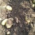 湖北当阳土豆大量供应通货3两以上无虫眼无青头量大优惠