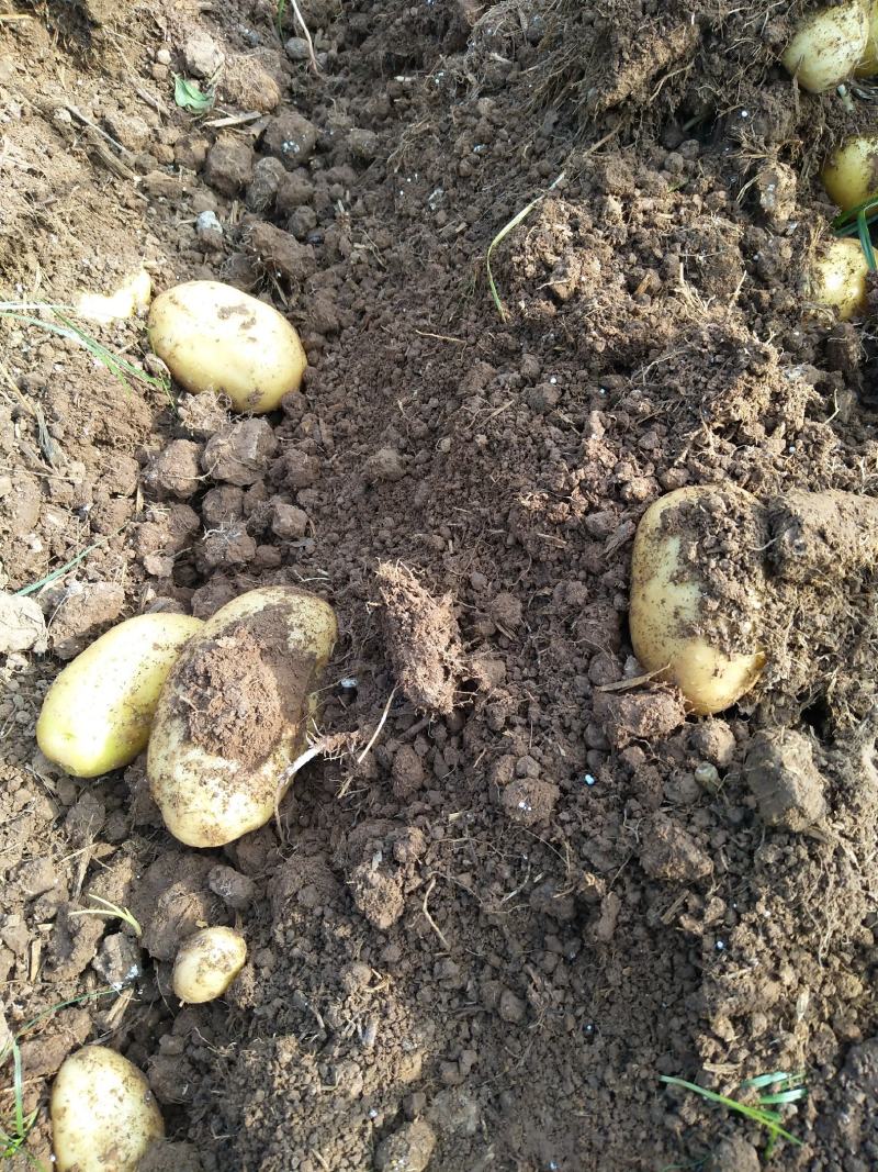湖北当阳土豆大量供应通货3两以上无虫眼无青头量大优惠