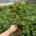 基地六角大红赤丹茶花苗庭院花园绿植盆栽