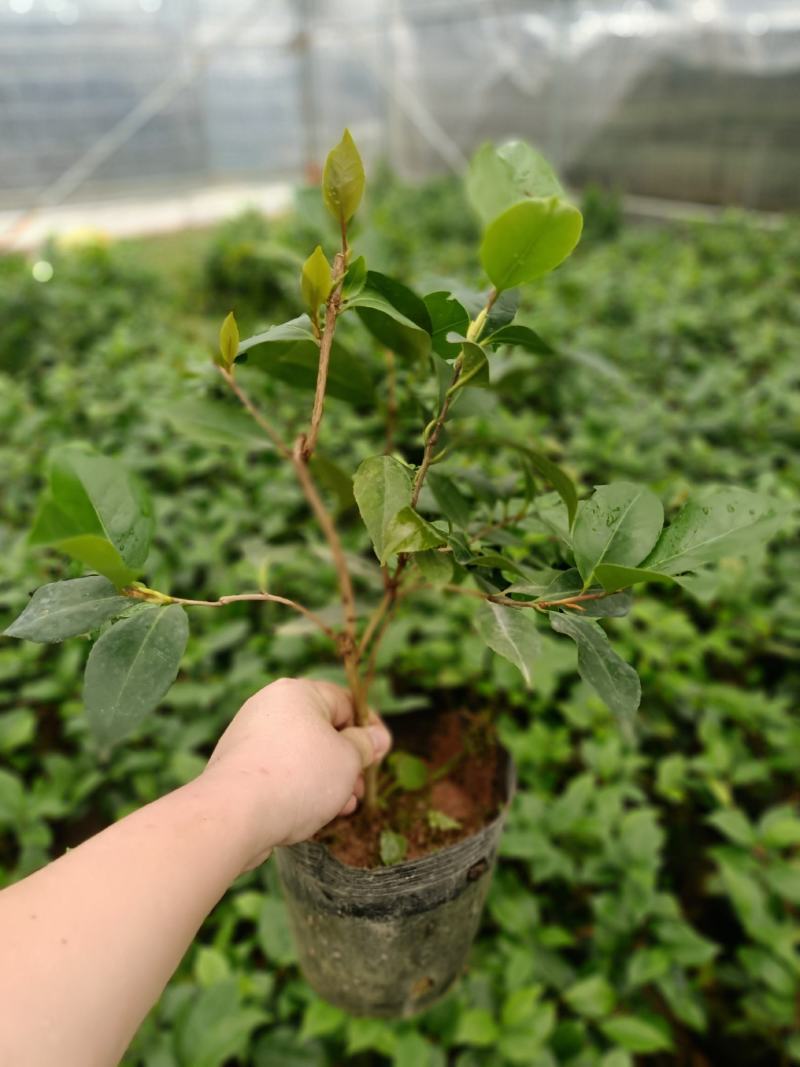基地六角大红赤丹茶花苗庭院花园绿植盆栽