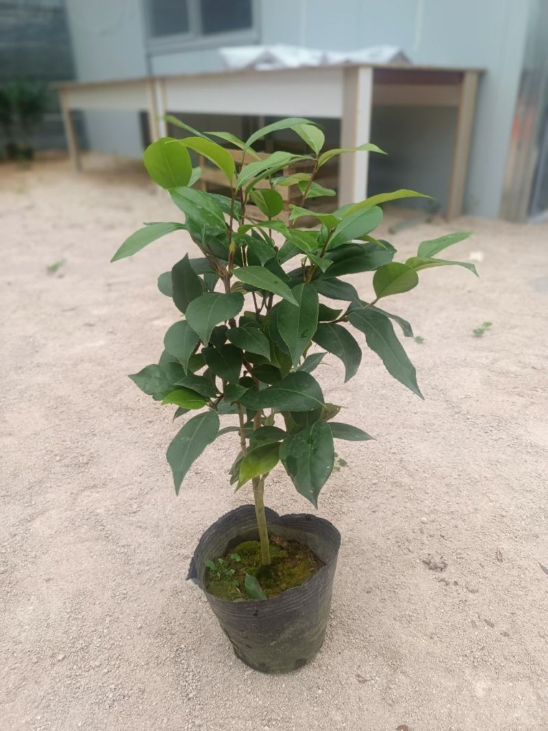 基地六角大红赤丹茶花苗庭院花园绿植盆栽