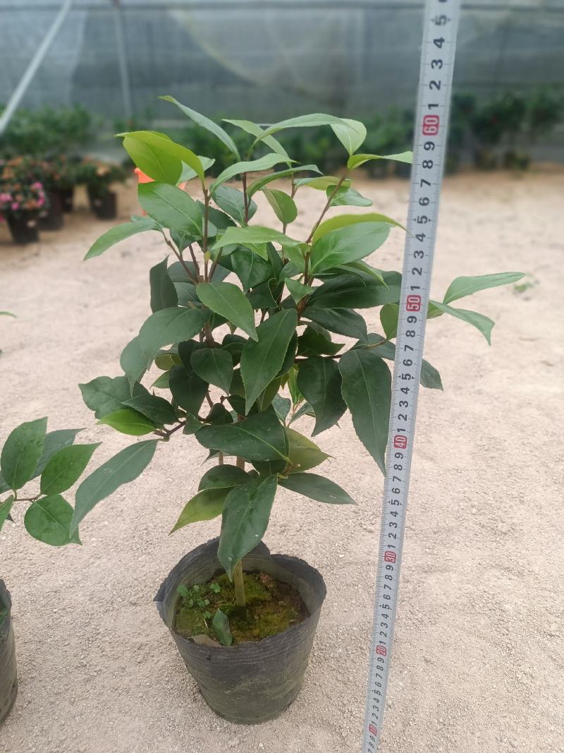 基地六角大红赤丹茶花苗庭院花园绿植盆栽