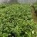基地六角大红赤丹茶花苗庭院花园绿植盆栽
