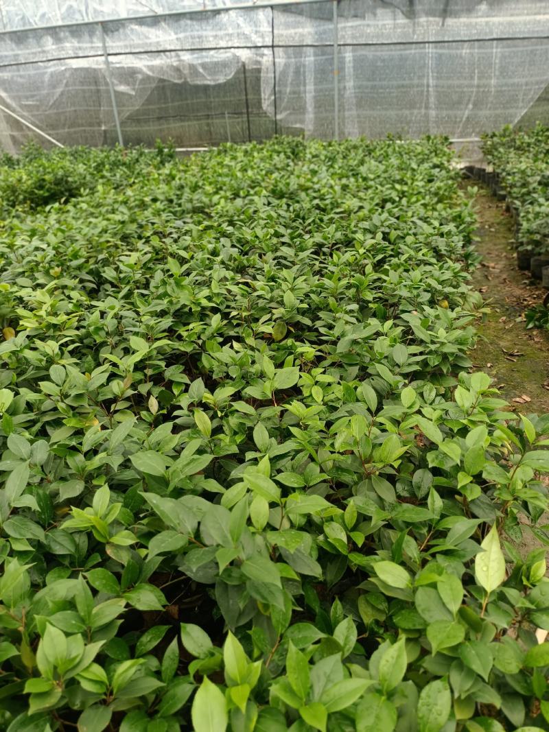 基地六角大红赤丹茶花苗庭院花园绿植盆栽