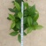 基地六角大红赤丹茶花苗庭院花园绿植盆栽