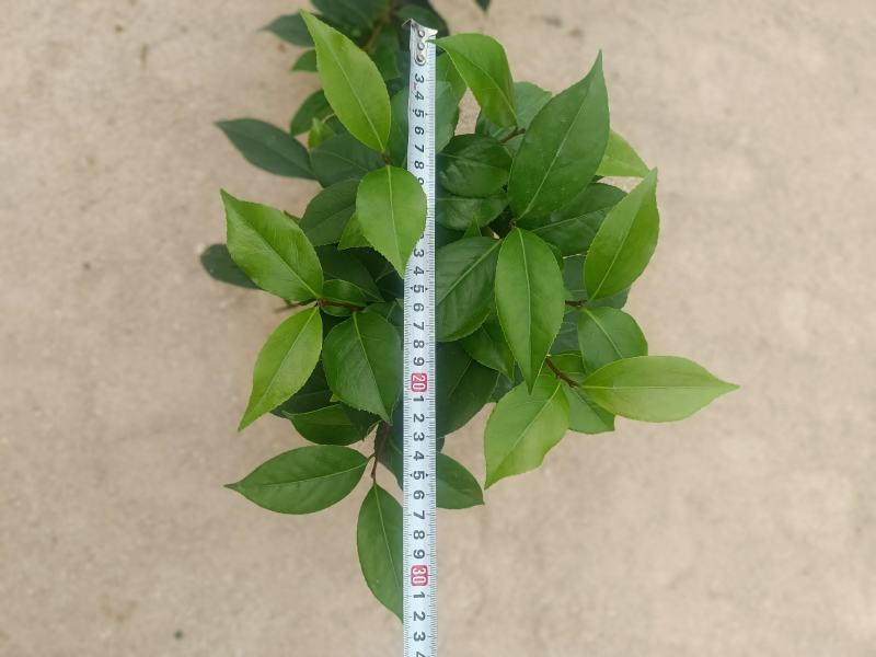 基地六角大红赤丹茶花苗庭院花园绿植盆栽