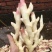仔姜，菜姜，量大从优，质量上城