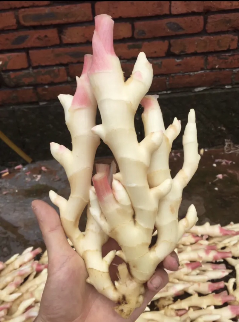 仔姜，菜姜，量大从优，质量上城