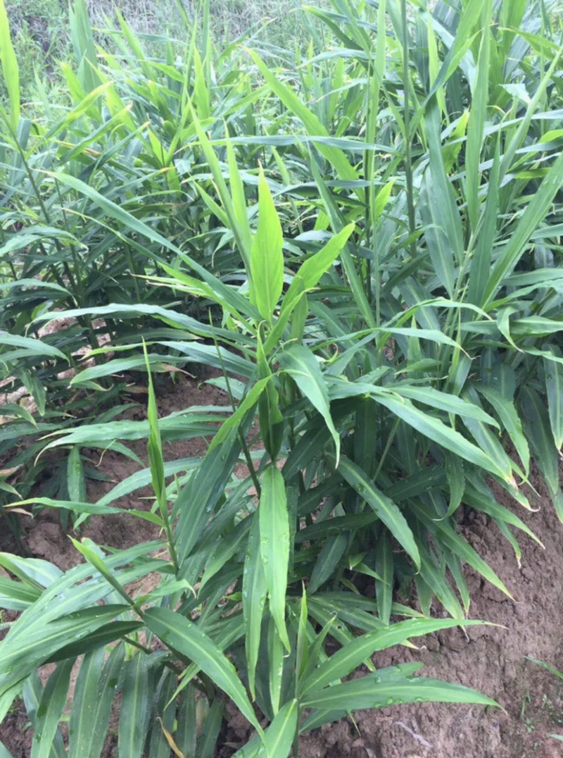 仔姜，菜姜，量大从优，质量上城