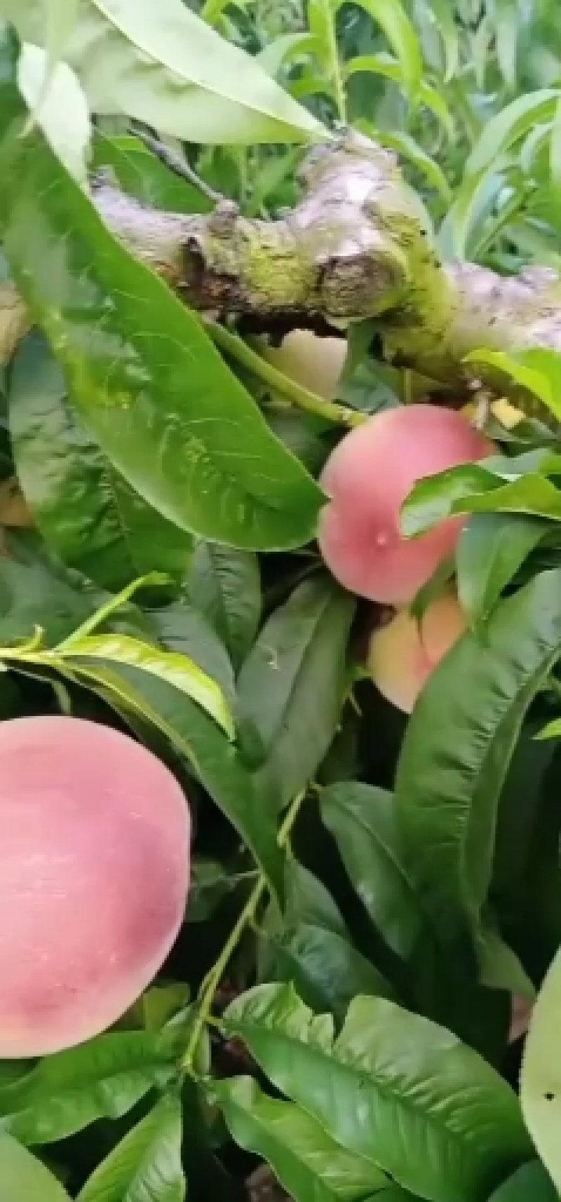 自产自销一百亩纯突围