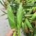 芜湖水果玉米，太阳花六号，泰系大棒子，个大皮绿，产地直发