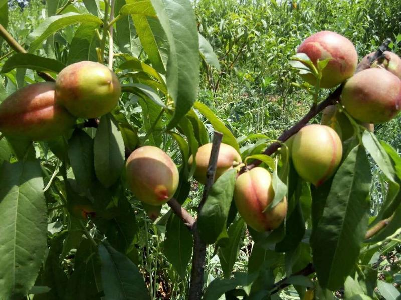 桃树盆栽盆景（油桃、蟠桃）诚信经营，南北方可种植量大从优