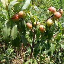 桃树盆栽盆景（油桃、蟠桃）诚信经营，南北方可种植量大从优