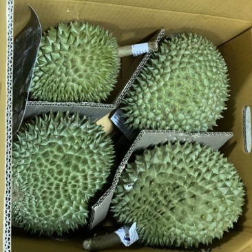 泰国通优/山大/红宝石/玛雅/尖竹3/巴掌猫榴莲，包邮！