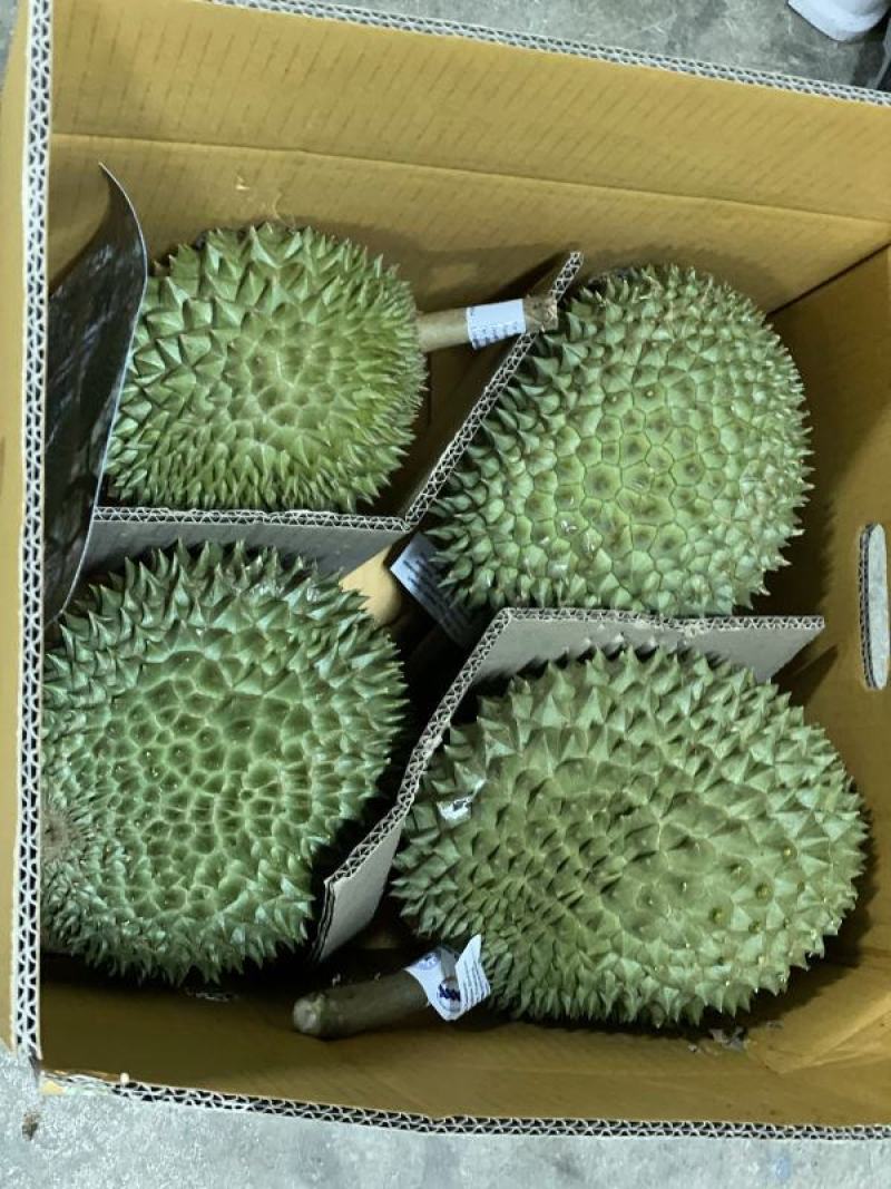 泰国通优/山大/红宝石/玛雅/尖竹3/巴掌猫榴莲，包邮！