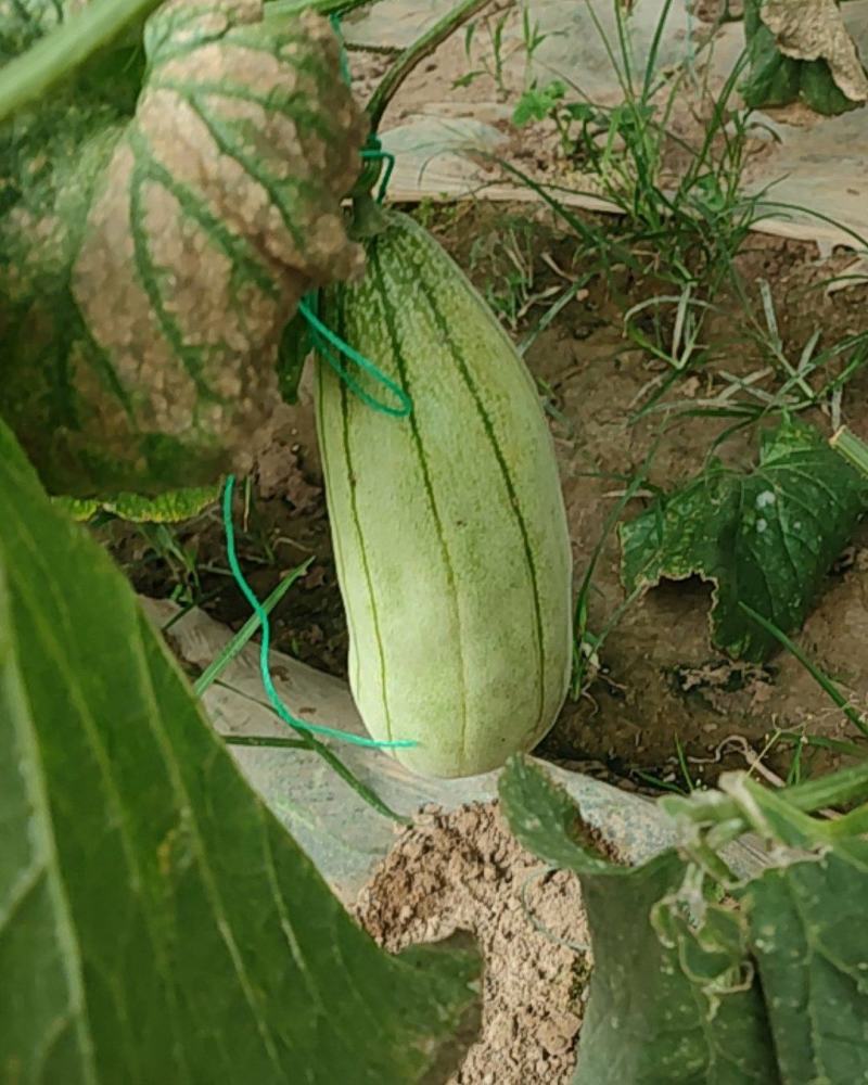 大荔高石脆瓜成熟上市