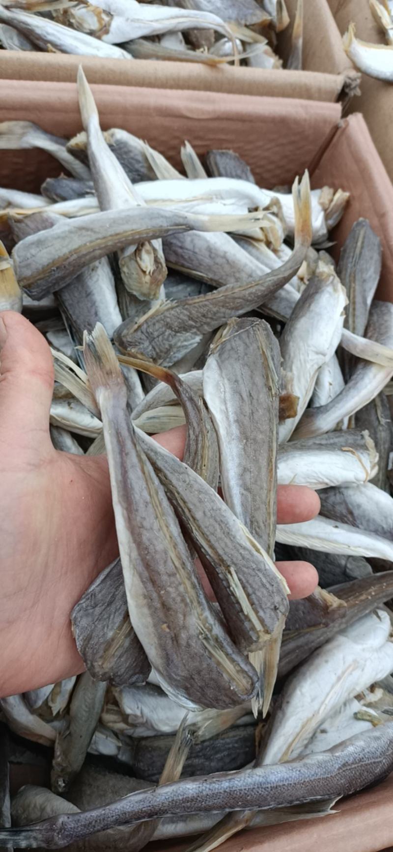 皮棍鱼干，六成干，视频看货，产地直发，欢迎实地考察。